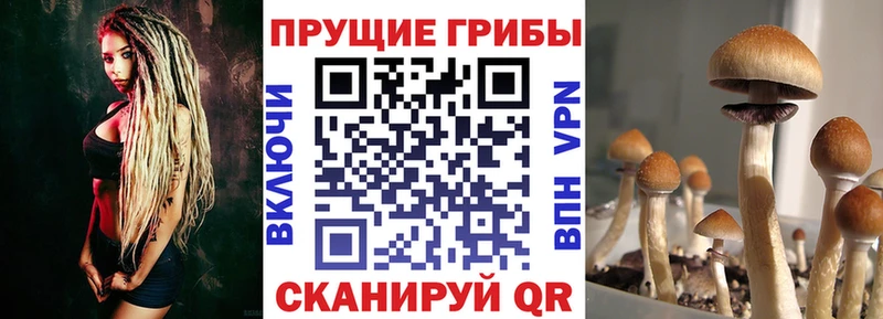 закладки  Заринск  Галлюциногенные грибы Cubensis 